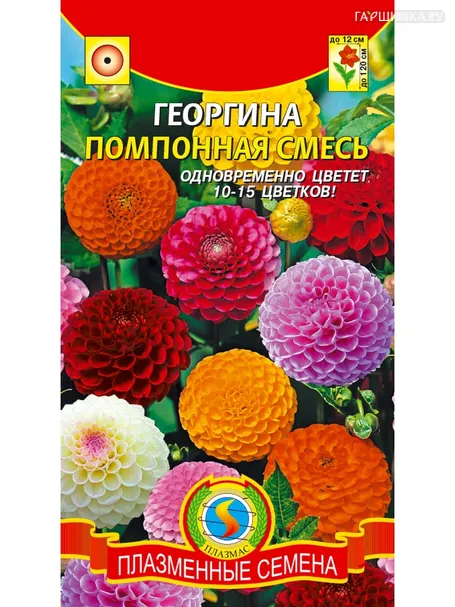 Георгина Помпонная, 12 шт, Плазменные семена