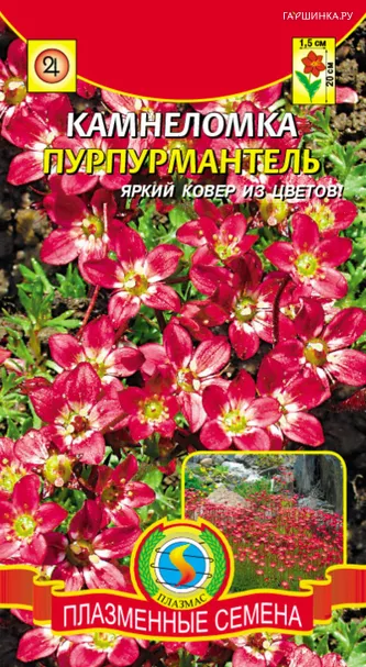 Камнеломка Пурпурмантель, 0,01 гр, Плазменные семена