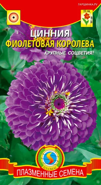 Цинния Фиолетовая королева, 0,3 гр, Плазменные семена