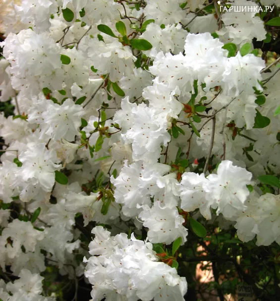 Рододендрон (Азалия) Адонис