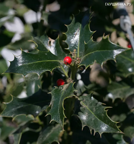 Падуб Аляска остролистный