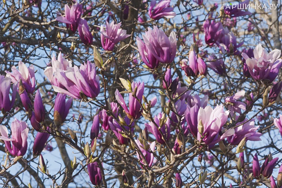 Магнолия Бетти