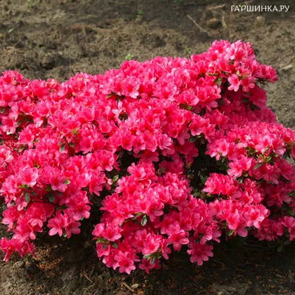 Рододендрон (Азалия) Модеркенсдаг