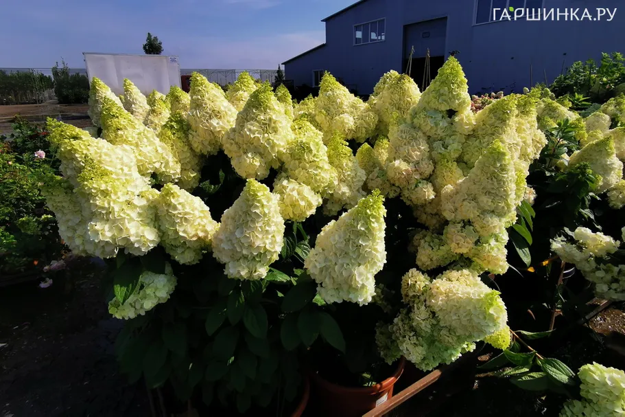 Гортензия Мэджикал Килиманджаро метельчатая