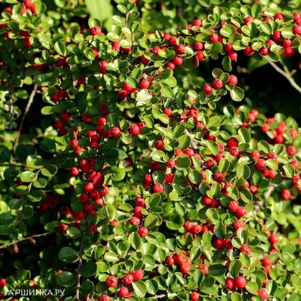 Кизильник Даммера Стрейбс Файндлинг