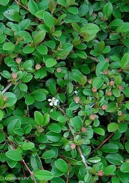 Кизильник Эйхольц укореняющийся