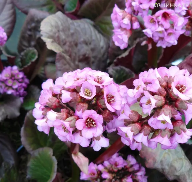 Бадан Эденс Дарк Марджин сердцелистный