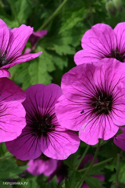 Герань Литл Дэвид