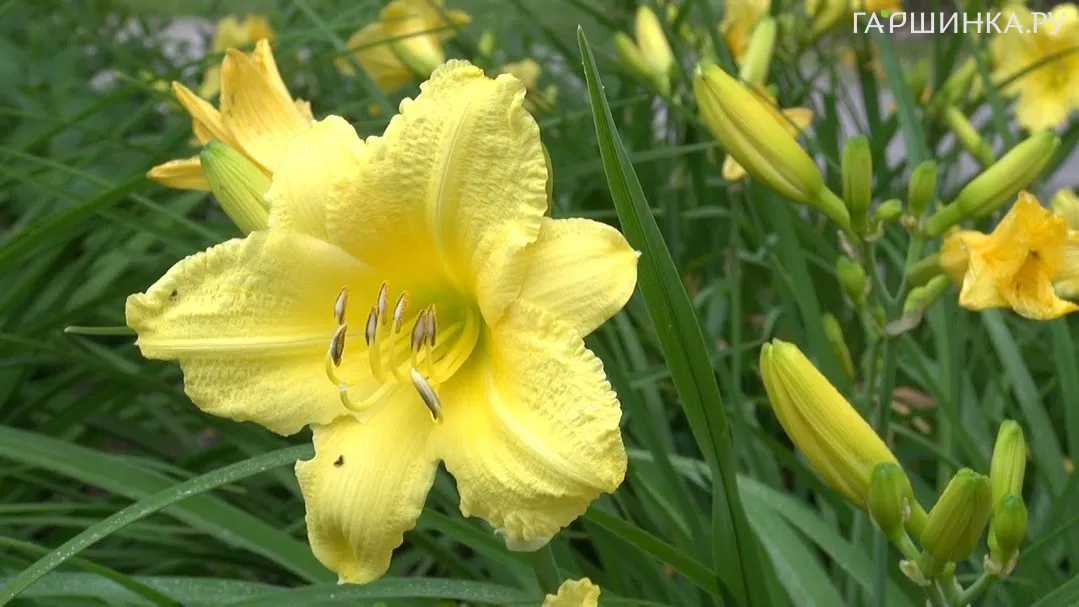 Лилейник Франрант Ретурнс