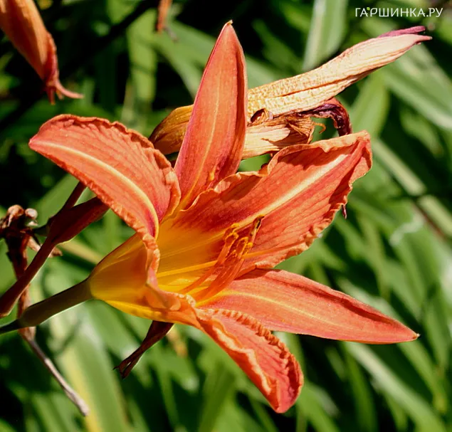 Лилейник буро-желтый