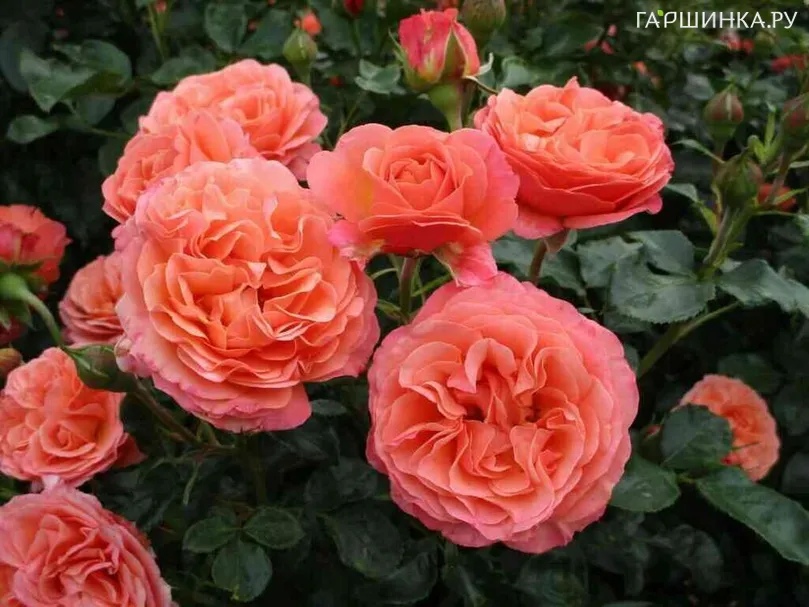 Роза Корал Желе