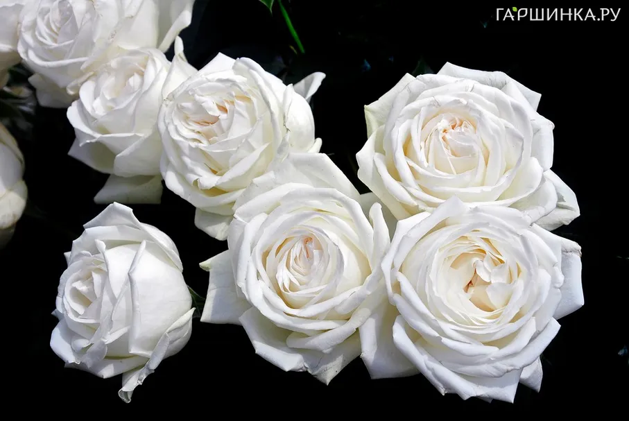 Роза Ломоносов (Пьер Ардити) чайно-гибридная