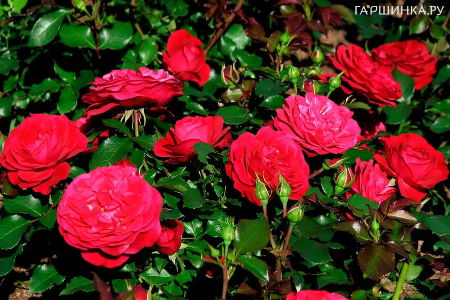 Роза Мона Лиза