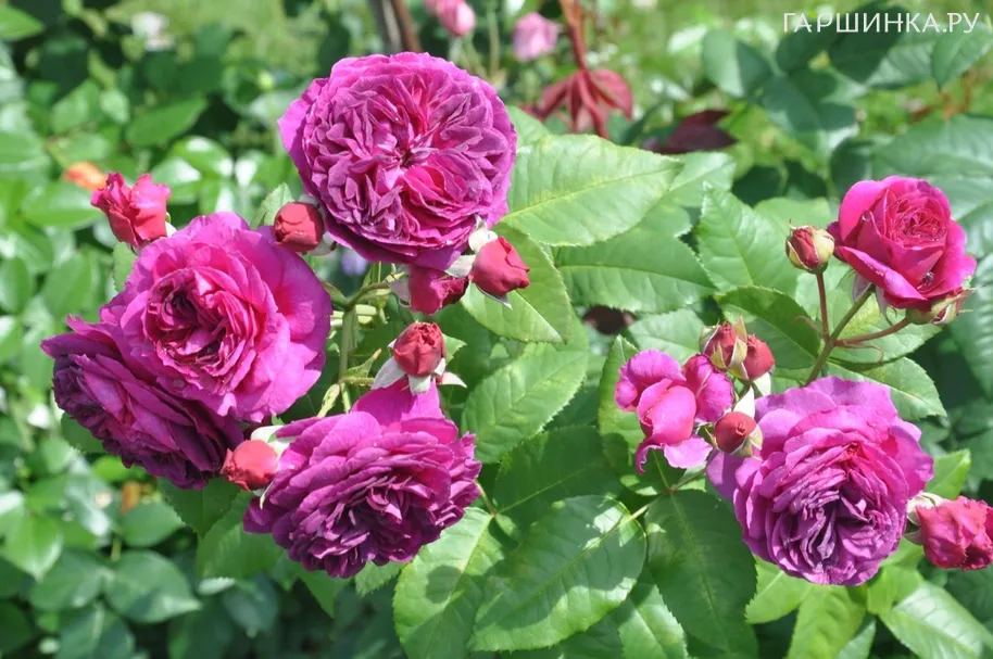 Роза Пурпл Лодж