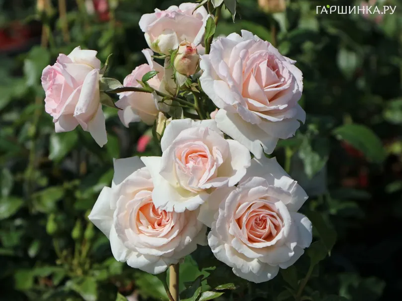 Роза Пенни Лейн