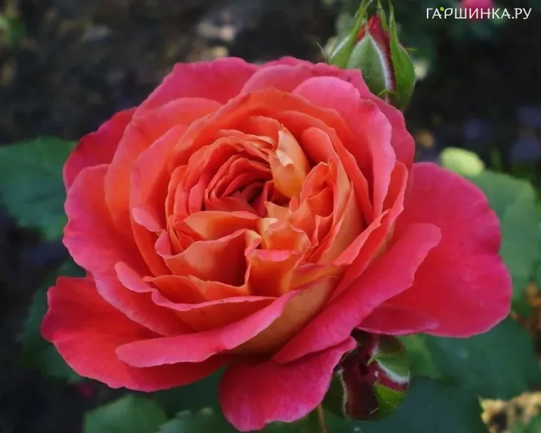 Роза Рен Самю