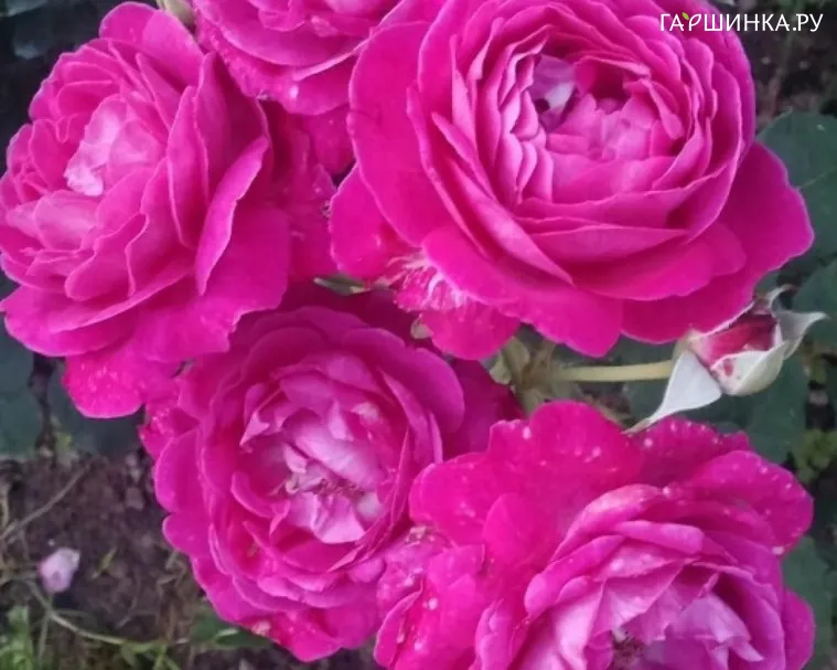 Роза Сент оф Вумен