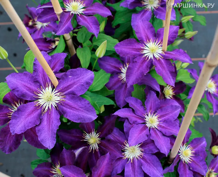 Клематис Вагабонд крупноцветковый (2)