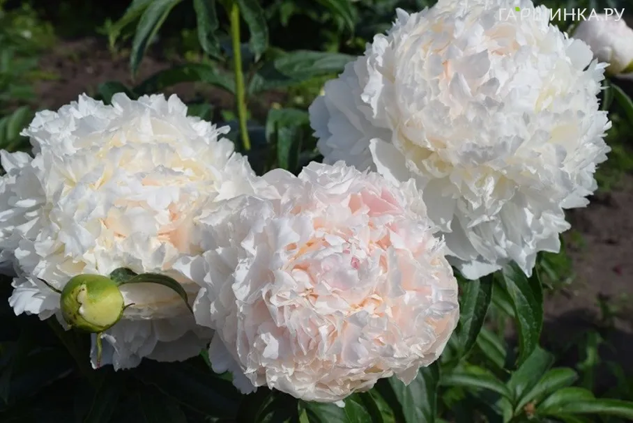 Пион Бразер Чак молочноцветковый