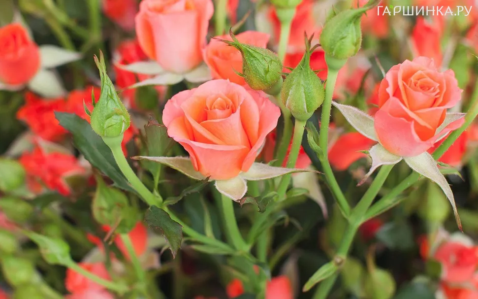 Роза Алегрия