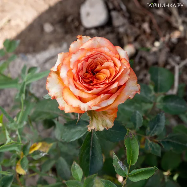 Роза Каралуна