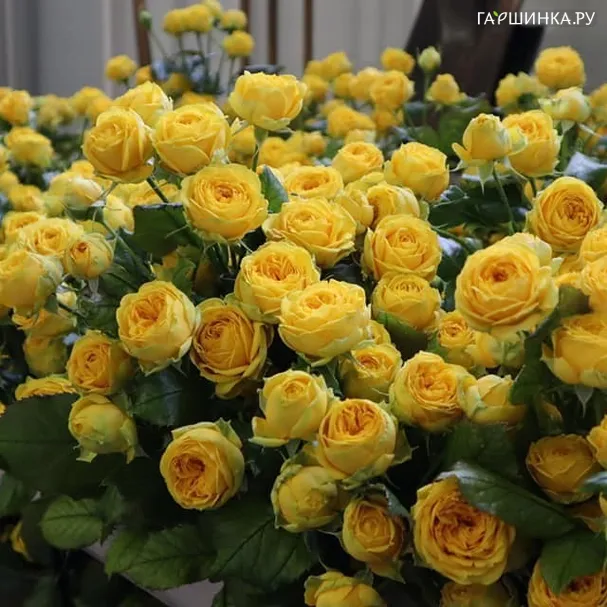 Роза Луна