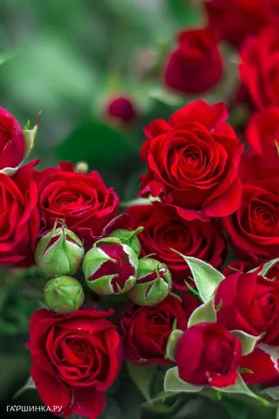 Роза Мирабель спрей