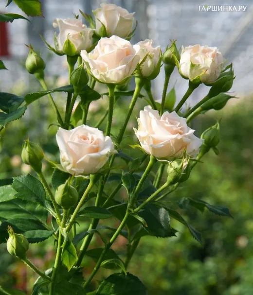 Роза Яна спрей