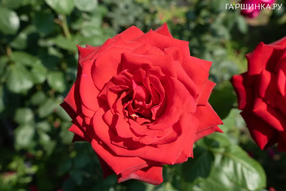 Роза Бургунд 81 чайно-гибридная