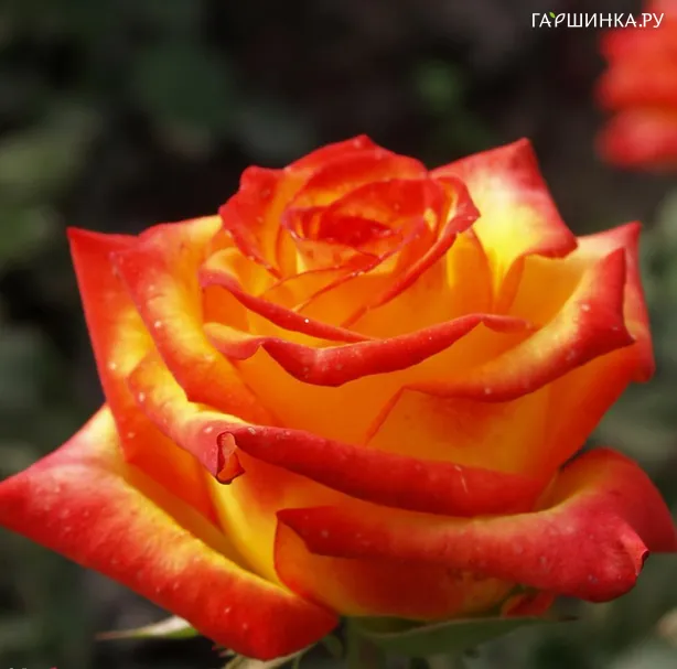 Роза Флорида чайно-гибридная