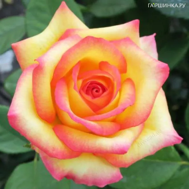 Роза Сальвадор