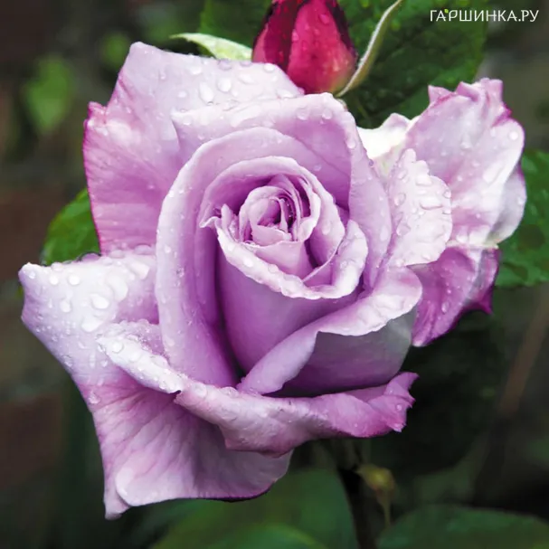 Роза Си Си чайно-гибридная