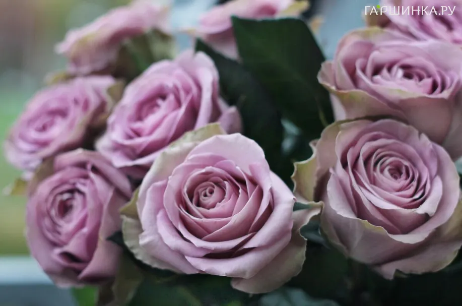 Роза Тиара чайно-гибридная