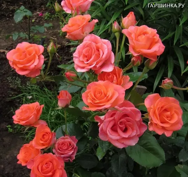 Роза Вау