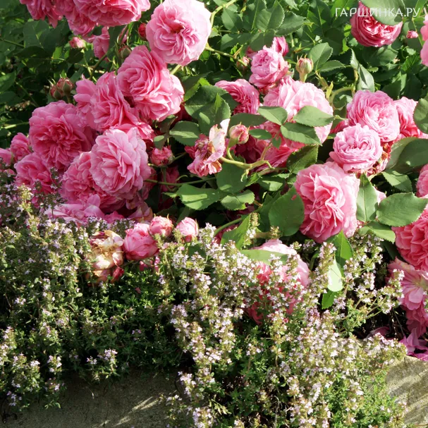 Роза Луиза Одье