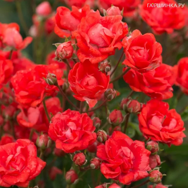 Роза Бэби Баккара