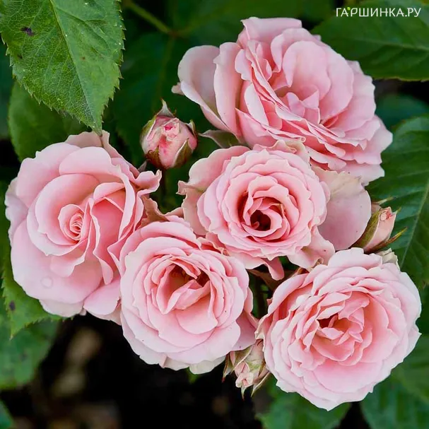 Роза Лидия спрей