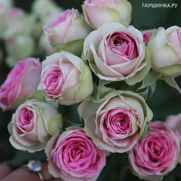 Роза Мими Эден
