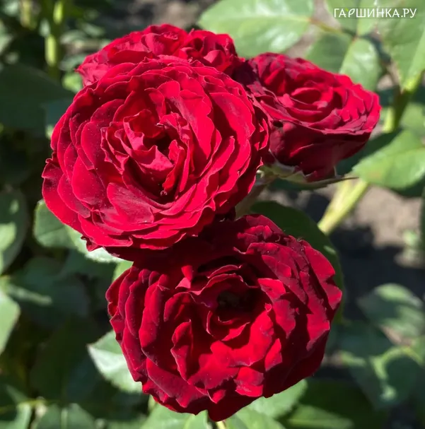 Роза Ред Сенсейшн спрей
