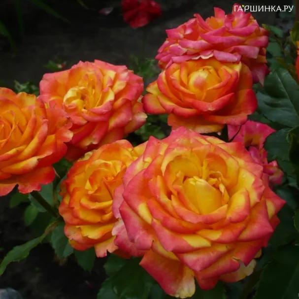 Роза Циркус флорибунда