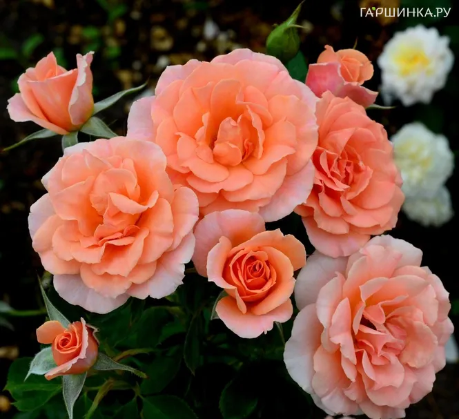 Роза Голд Раш флорибунда