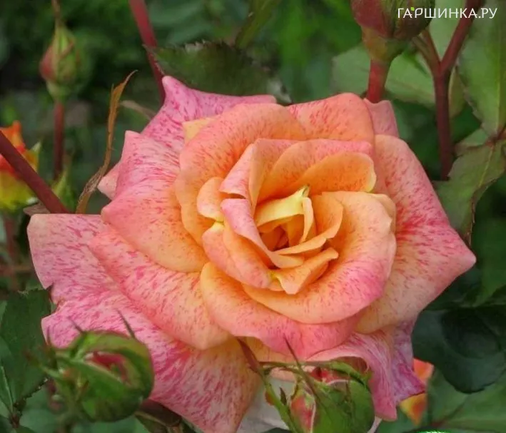 Роза Мишель Серро флорибунда