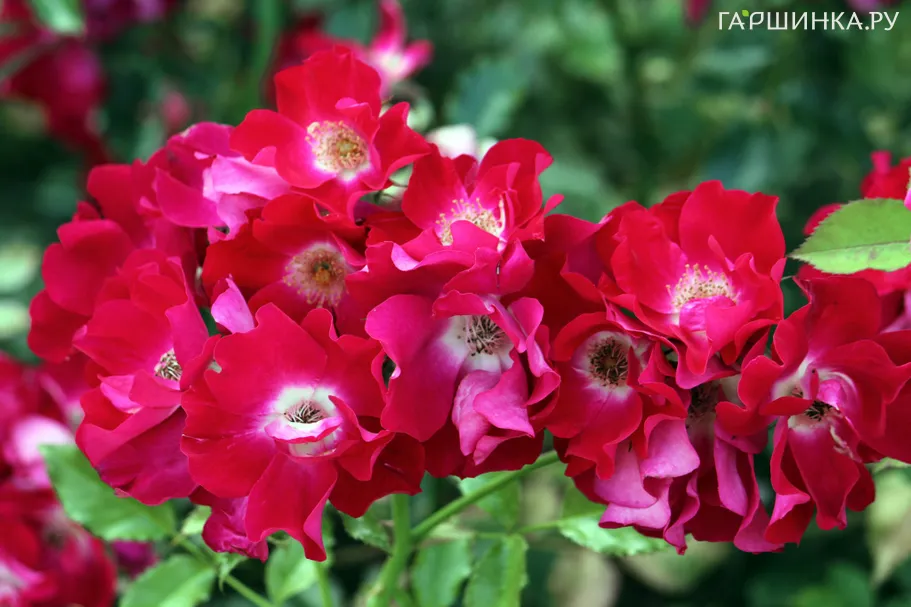 Роза Дортмунд шраб