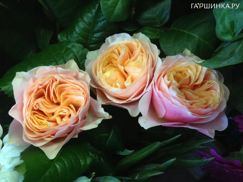 Роза Вувузела Пинк