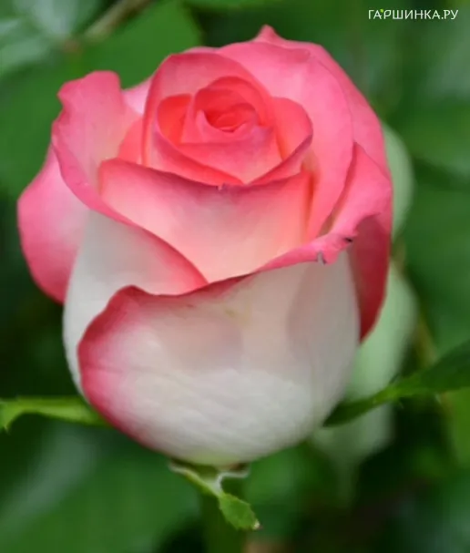 Роза Джамилия