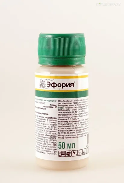 Эфория