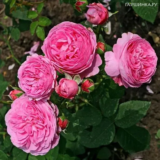 Роза Луис Одьер