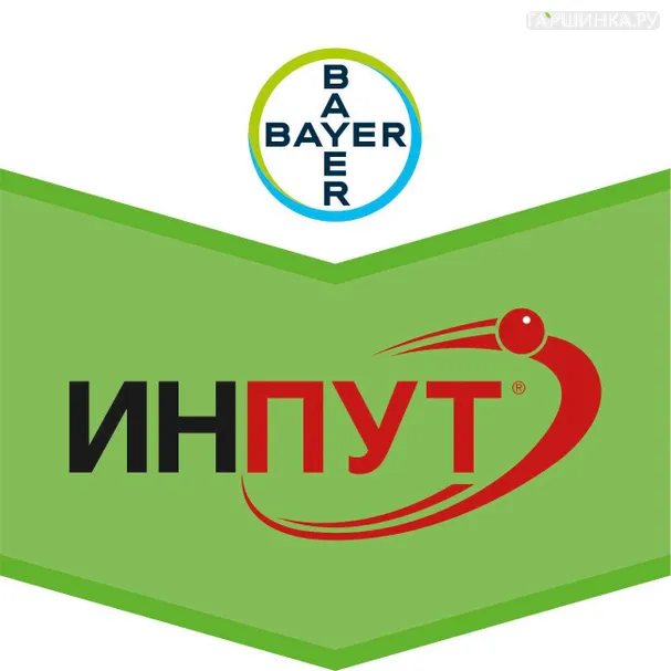 Инпут