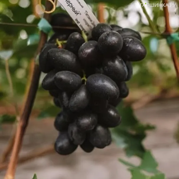 Виноград Первенец (Болгарский) столовый