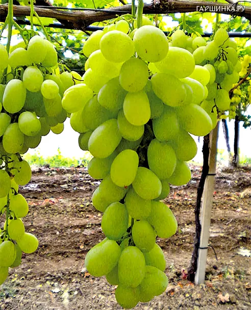 Виноград Кишмиш Афродита